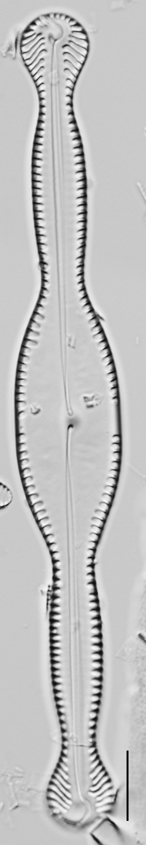 Pinnularia formica LM4