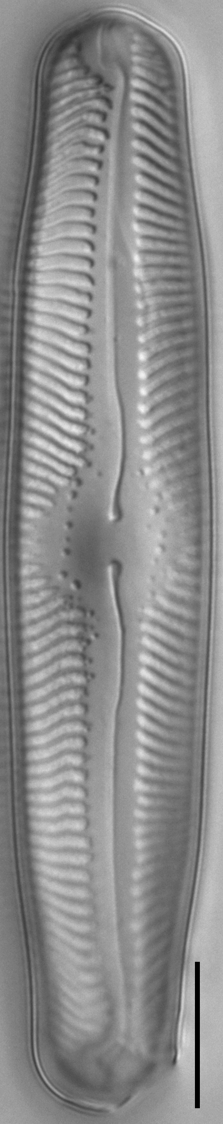 Pinnularia lailaensis LM4