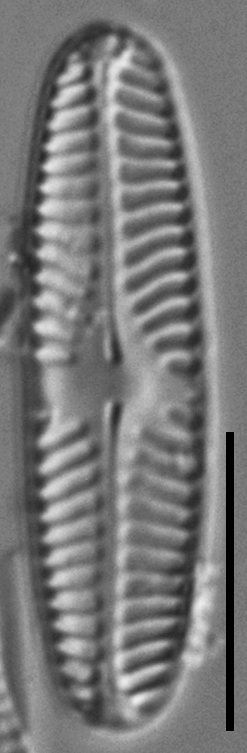 Pinnularia obscura LM3