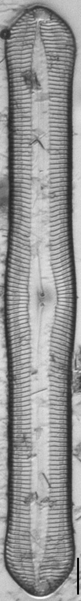 Pinnularia rexlowei LM5