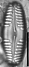Pinnularia brebissonii LM1