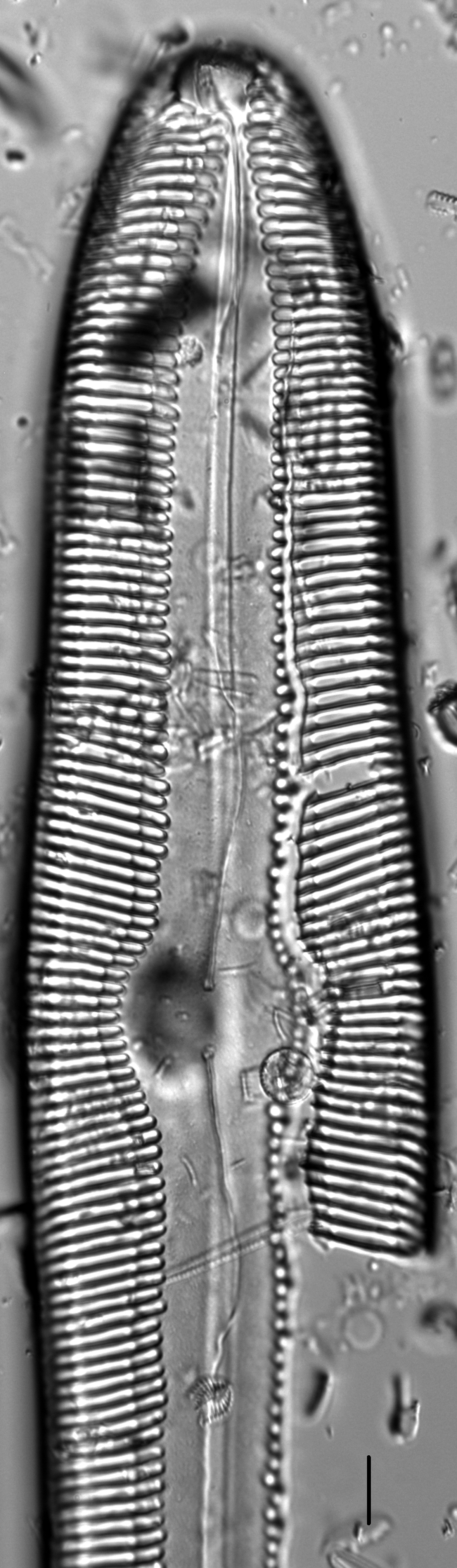 Pinnularia gigas LM6