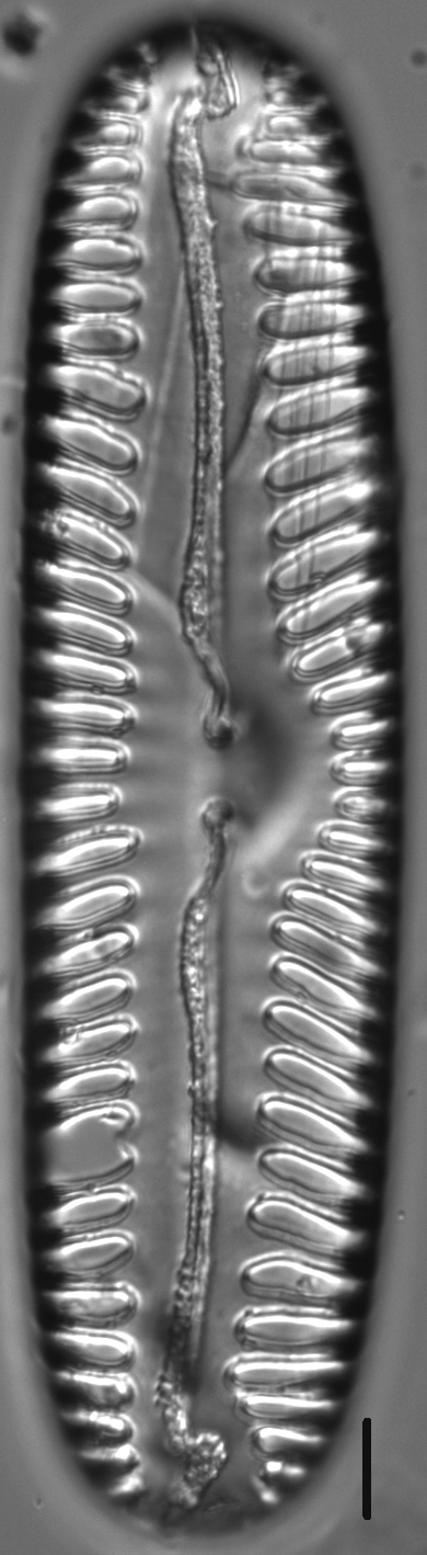 Pinnularia lata LM8