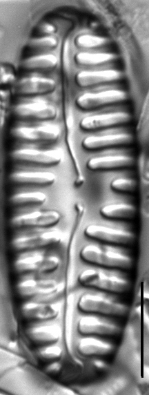 Pinnularia lata LM3