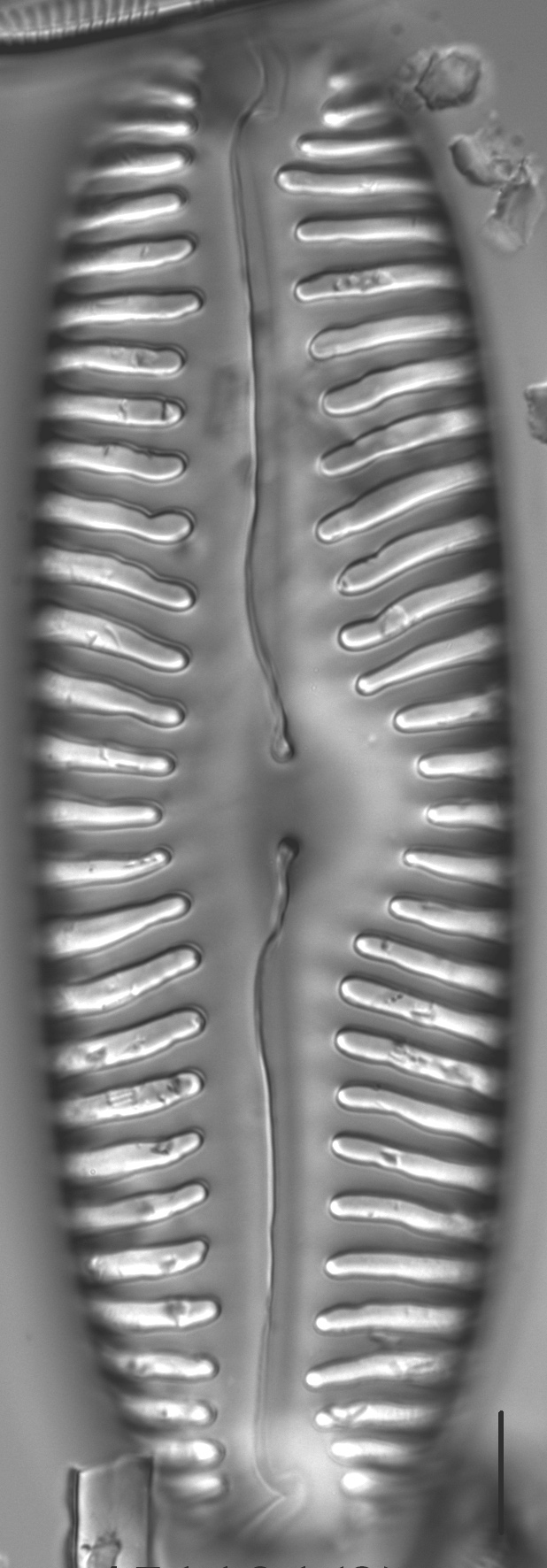 Pinnularia lata LM2