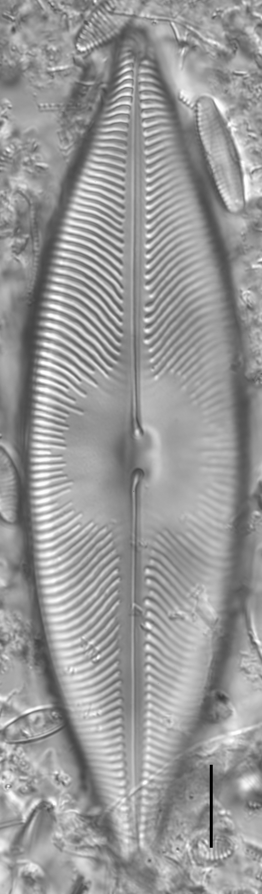 Pinnunavis elegans LM3