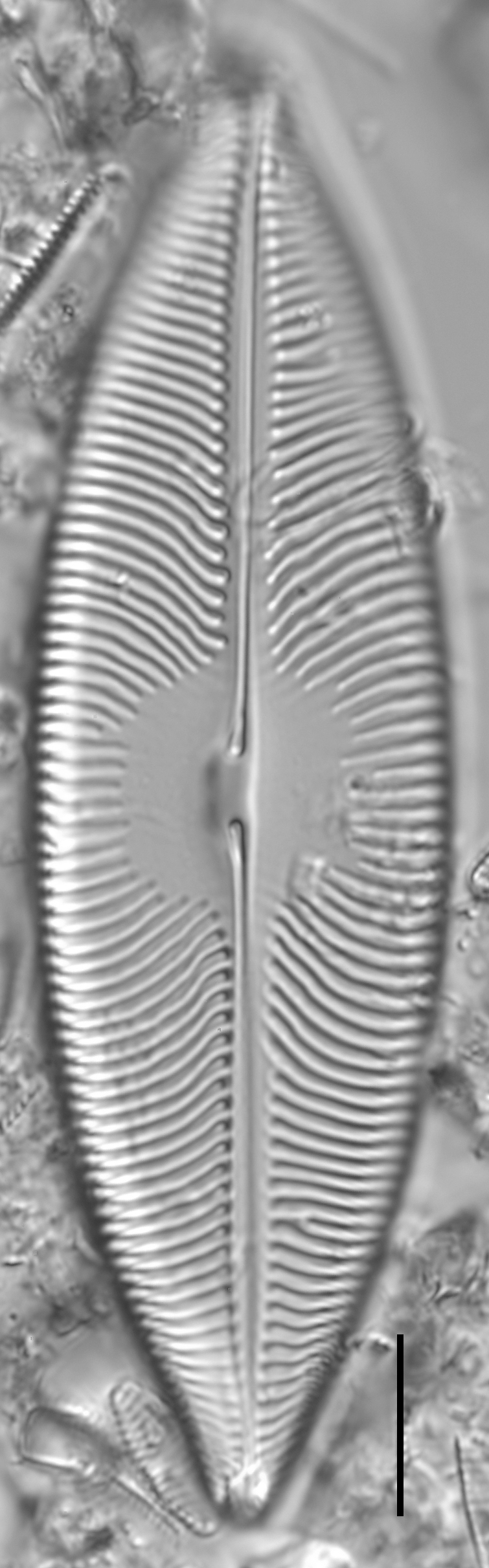 Pinnunavis elegans LM4