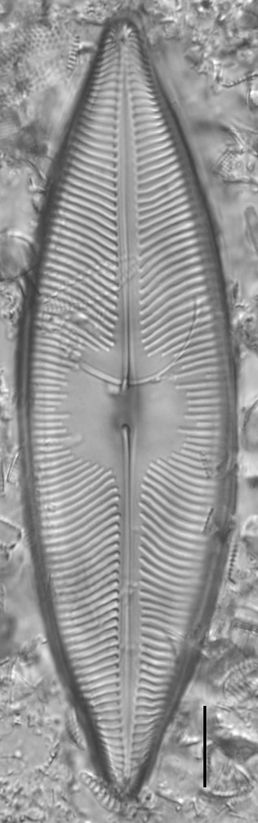 Pinnunavis elegans LM5