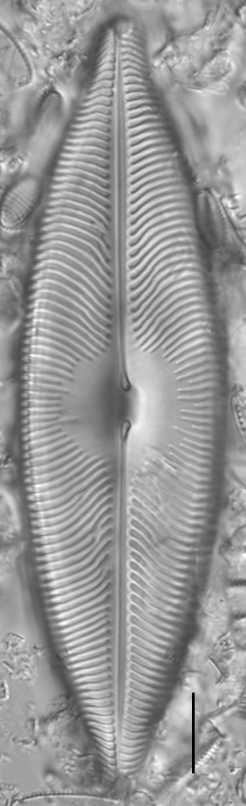 Pinnunavis elegans LM6