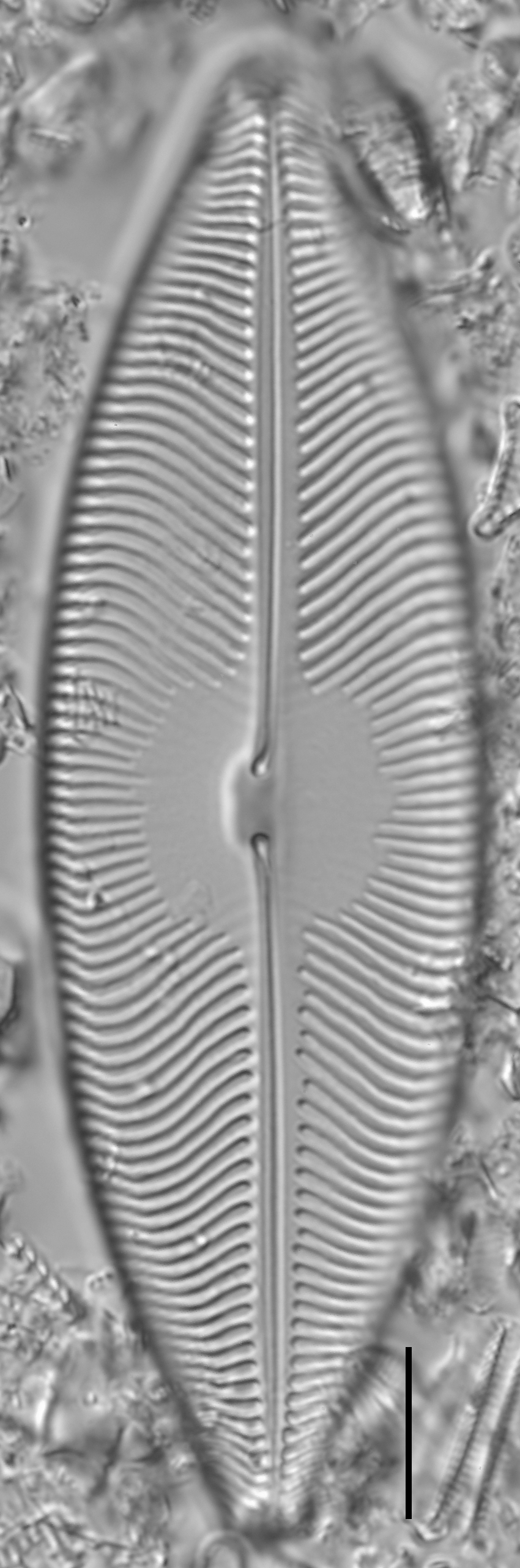 Pinnunavis elegans LM1