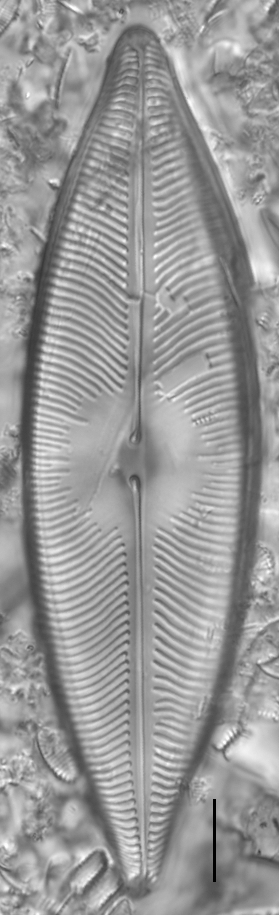 Pinnunavis elegans LM2