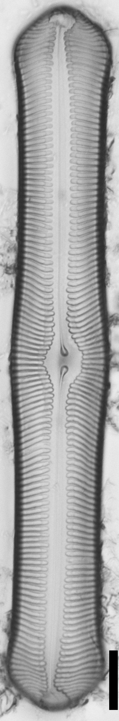 Pinularia Bihastata ANSP NJSS0805 4