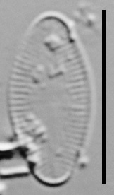 Psammothidium rossii LM3