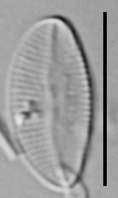 Psammothidium rossii LM2