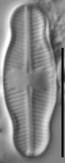 Psammothidium Ventralis GS007601 1b