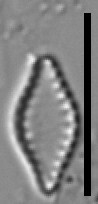 Pseudostaurosira microstriata SMM 13305b 4