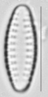 Pseudostaurosira neoelliptica LM3