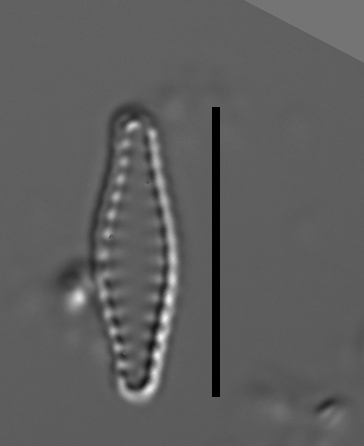 Pseudostaurosiropsis geocollegarum6 ILL L1433