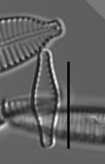 Pseudostaurosiropsis geocollegarum7 ILL L1433