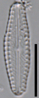 Pulchellophycus schwabei LM1