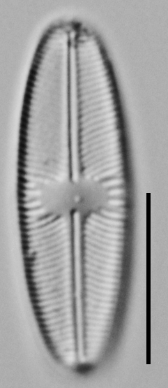 Cavinula variostriata LM2