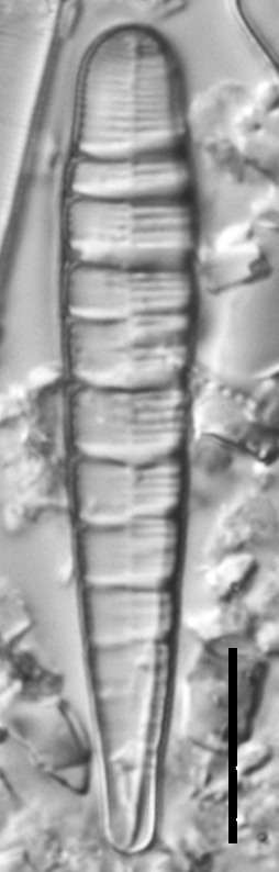 Meridion circulare var constrictum LM2