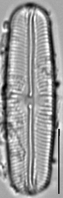 Sellaphora fusticulus LM6