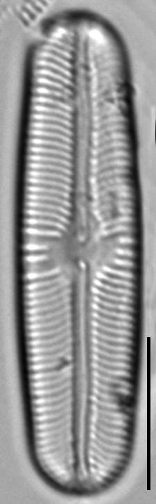 Sellaphora fusticulus LM3