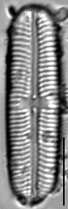 Sellaphora laevissima LM19