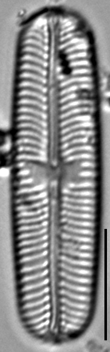 Sellaphora laevissima LM18