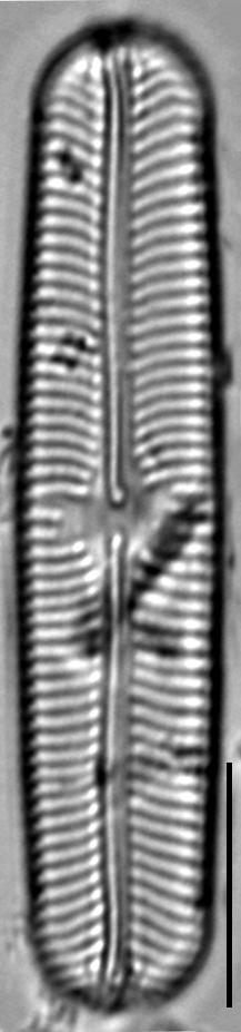 Sellaphora laevissima LM5