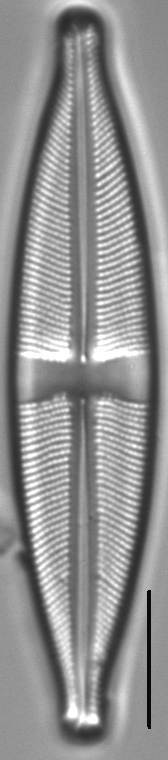 Stauroneis acidoclinata LM4