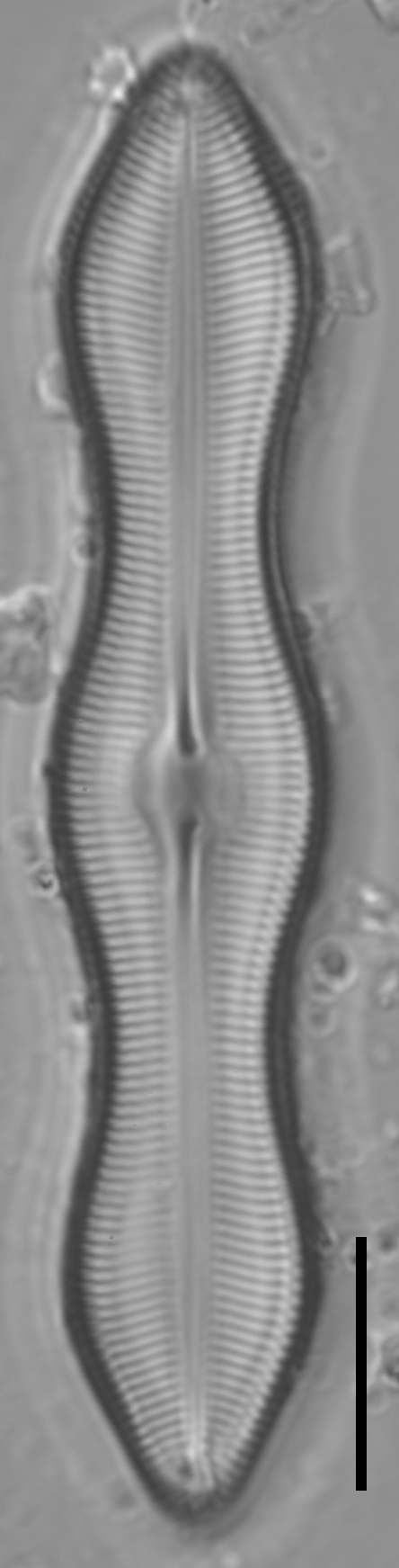 Caloneis Schumannaiana_SK2-2