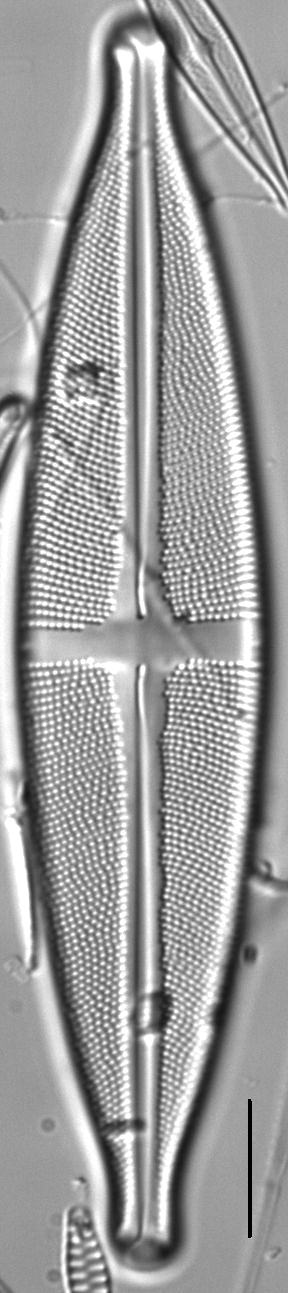 Stauroneis conspicua LM2