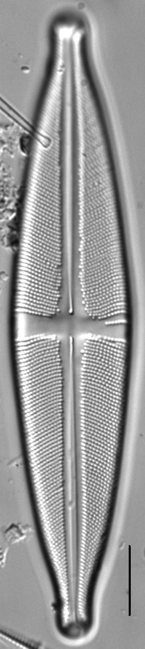 Stauroneis conspicua LM1
