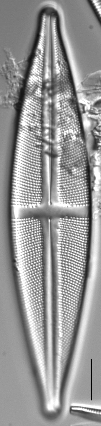 Stauroneis conspicua LM8