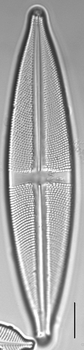 Stauroneis conspicua LM7