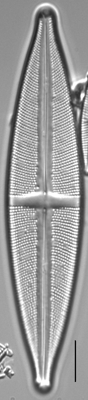 Stauroneis conspicua LM13