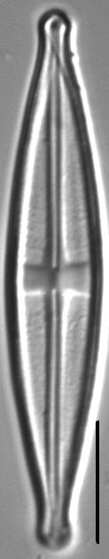 Stauroneis neohyalina LM6