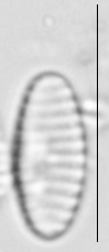 Stauroforma exiguiformis LM6