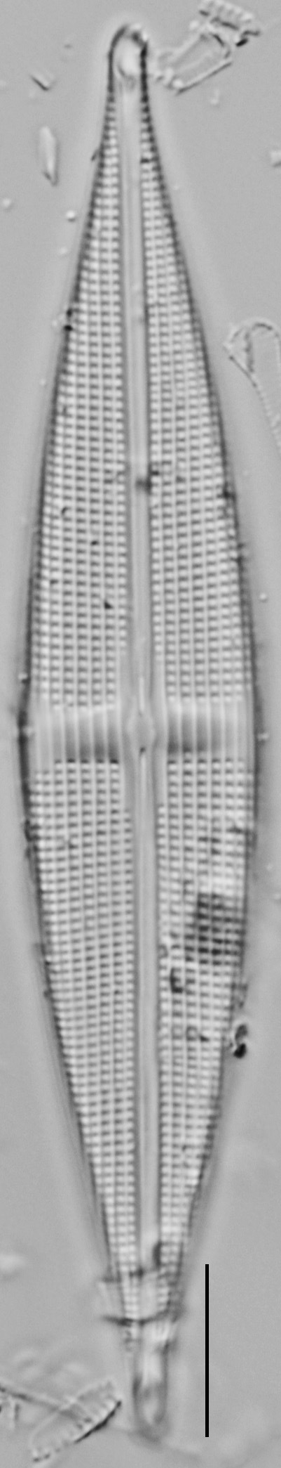 Stauroneis staurolineata LM7