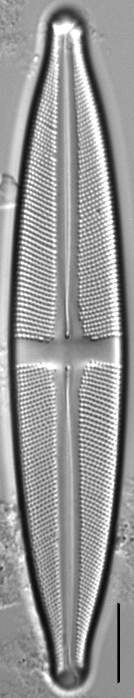 Stauroneis supergracilis LM3