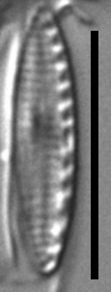 Nitzschia inconspicua LM 002