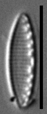 Nitzschia inconspicua LM4