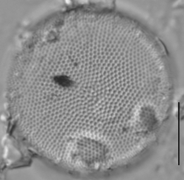 Thalassiosira baltica LM9