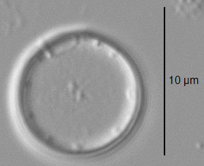 Thalassiosira minima LM2