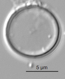 Thalassiosira minima ANSP GC59341 03