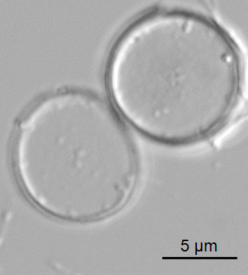 Thalassiosira minima ANSP GC59341 05