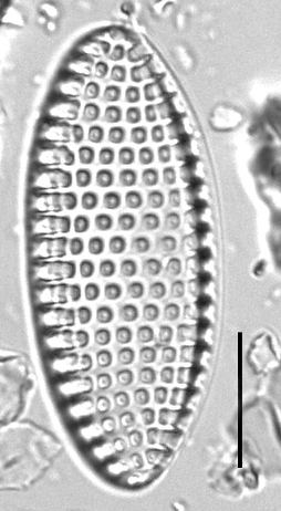 Tryblionella granulata LM1