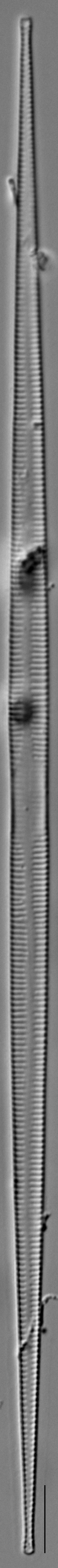 Ulnaria delicatissima LM11